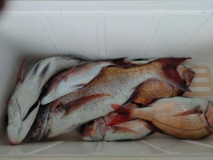 マダイの釣果