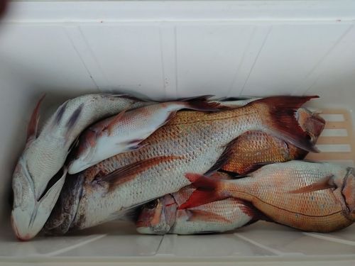 マダイの釣果