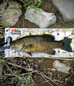 スモールマウスバスの釣果