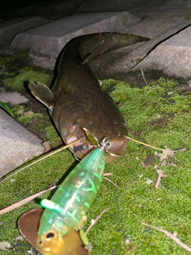 ナマズの釣果