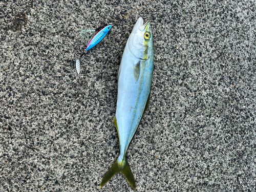 フクラギの釣果