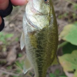 ラージマウスバス