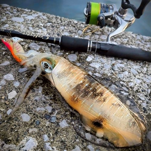 アオリイカの釣果