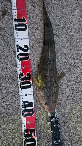 マゴチの釣果