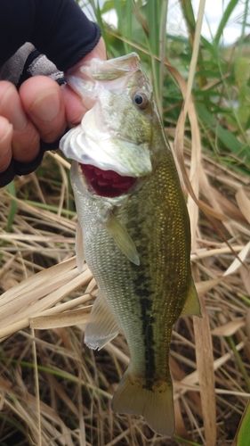 ラージマウスバスの釣果