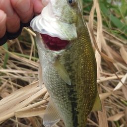 ラージマウスバス