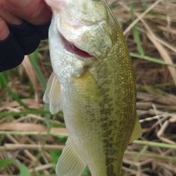 ラージマウスバス