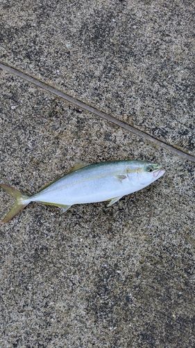 ツバスの釣果