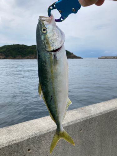 ツバスの釣果