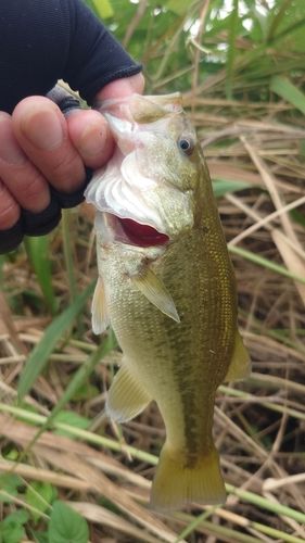 ラージマウスバスの釣果