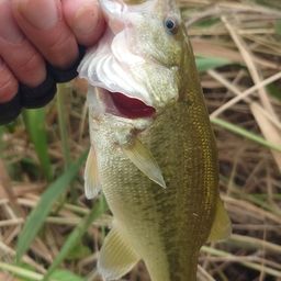 ラージマウスバス