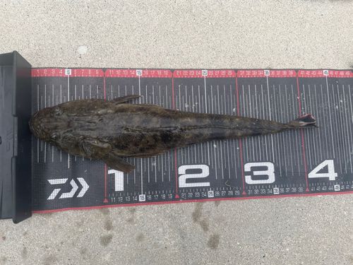 マゴチの釣果