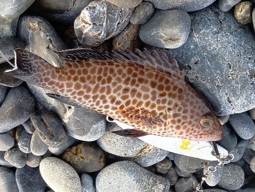オオモンハタの釣果