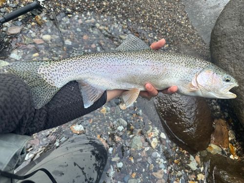 ニジマスの釣果