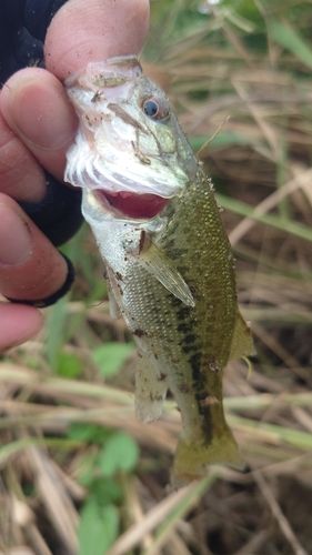 ラージマウスバスの釣果