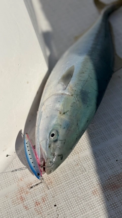 ブリの釣果