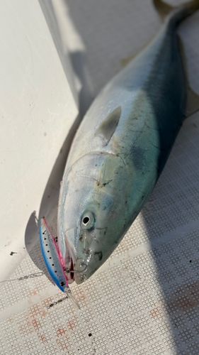 函館湾