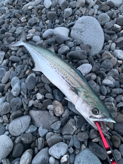 サゴシの釣果