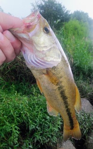 ラージマウスバスの釣果