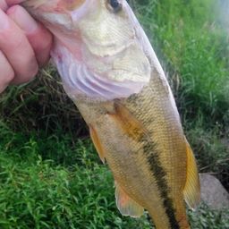 ラージマウスバス