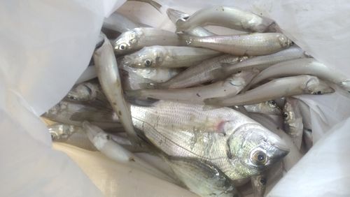 シロギスの釣果