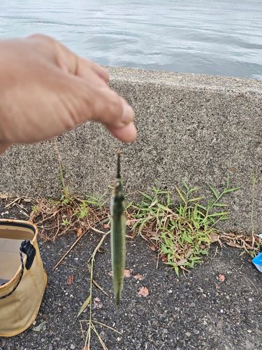 衣浦湾