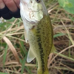 ラージマウスバス