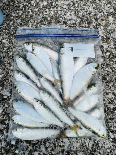 若洲海浜公園海釣り施設