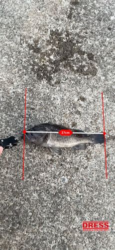 ソイの釣果