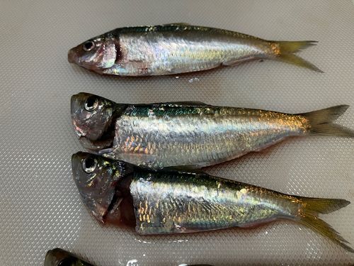 那珂湊港