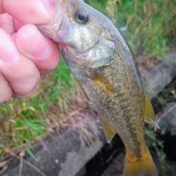 ラージマウスバス