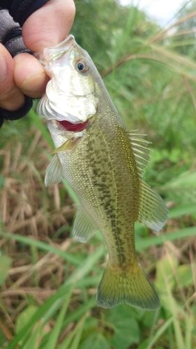 ラージマウスバスの釣果
