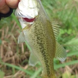 ラージマウスバス