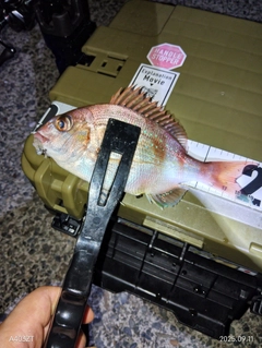 タイの釣果