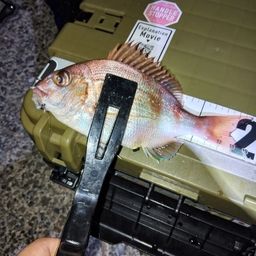 タイ