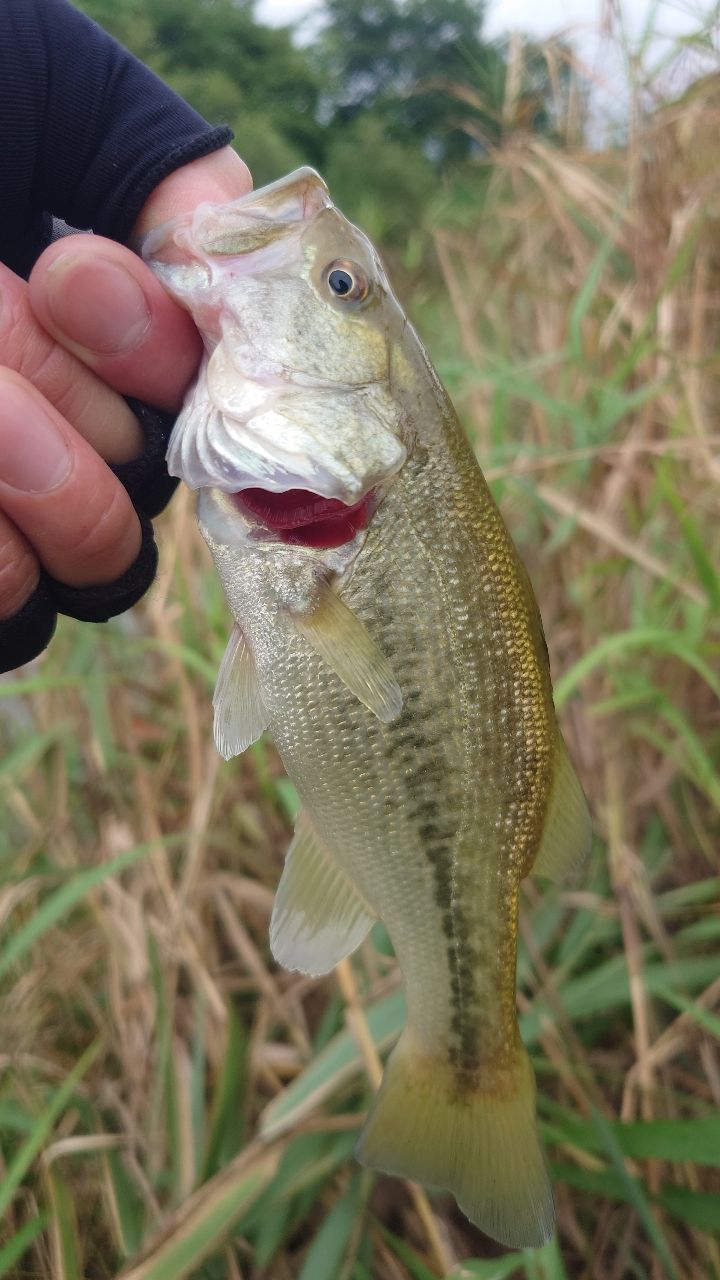 ラージマウスバス