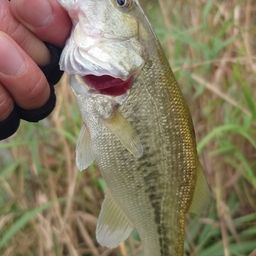 ラージマウスバス