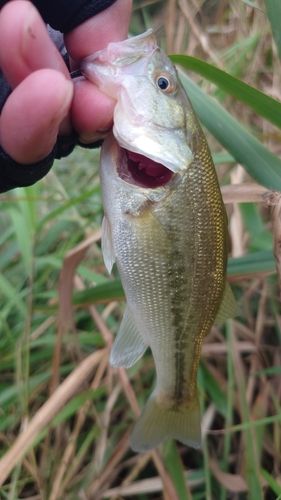 ラージマウスバスの釣果