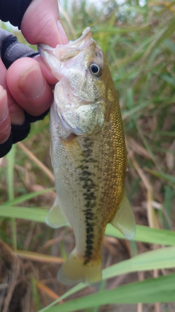 ラージマウスバス