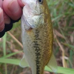 ラージマウスバス