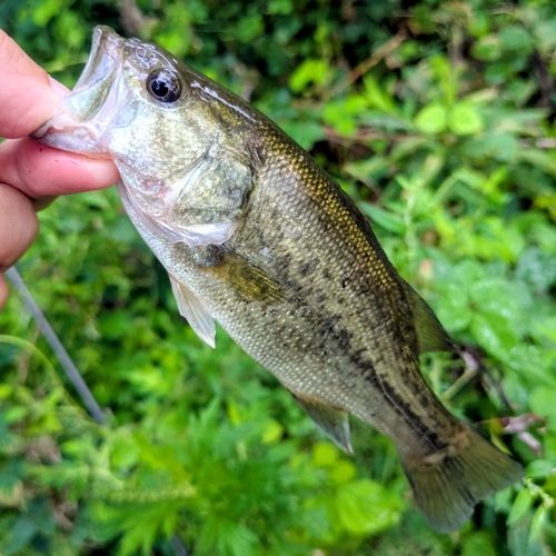 ラージマウスバスの釣果