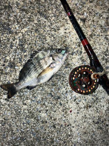 チンチンの釣果