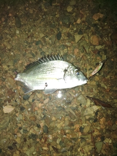 ミナミクロダイの釣果
