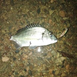 ミナミクロダイ