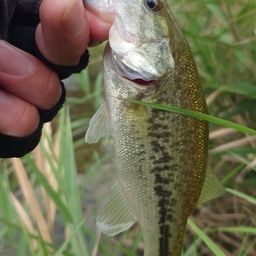 ラージマウスバス