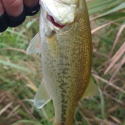 ラージマウスバス