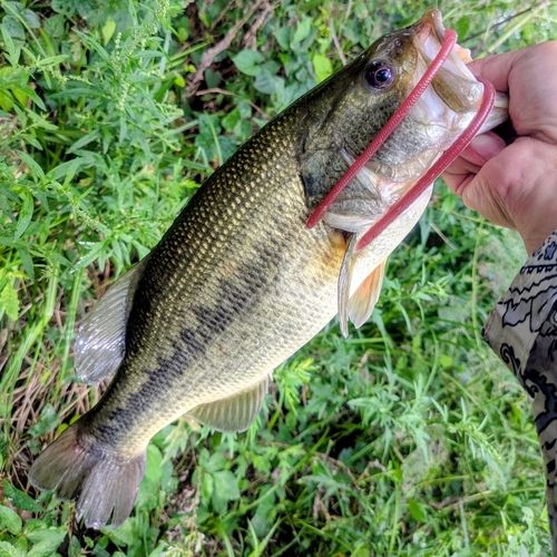 ラージマウスバスの釣果