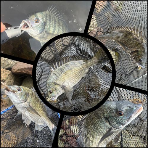 チヌの釣果