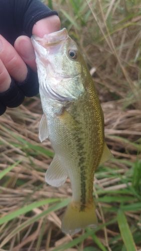 ラージマウスバスの釣果
