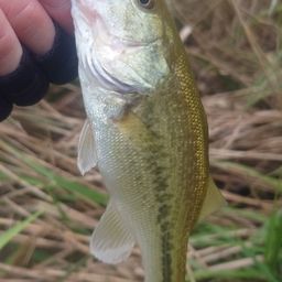 ラージマウスバス